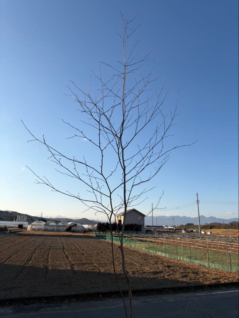 山採り アオハダ 自然樹形