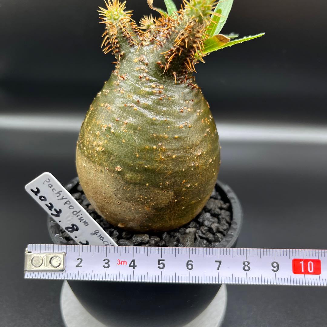 パキポディウム　グラキリス手乗りサイズ緑肌　安心発根済