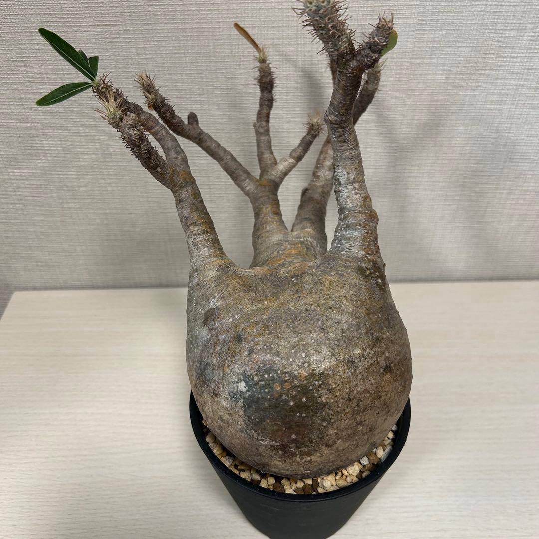 【盆栽風】パキポディウム・グラキリス⑤　発根済み　現地球
