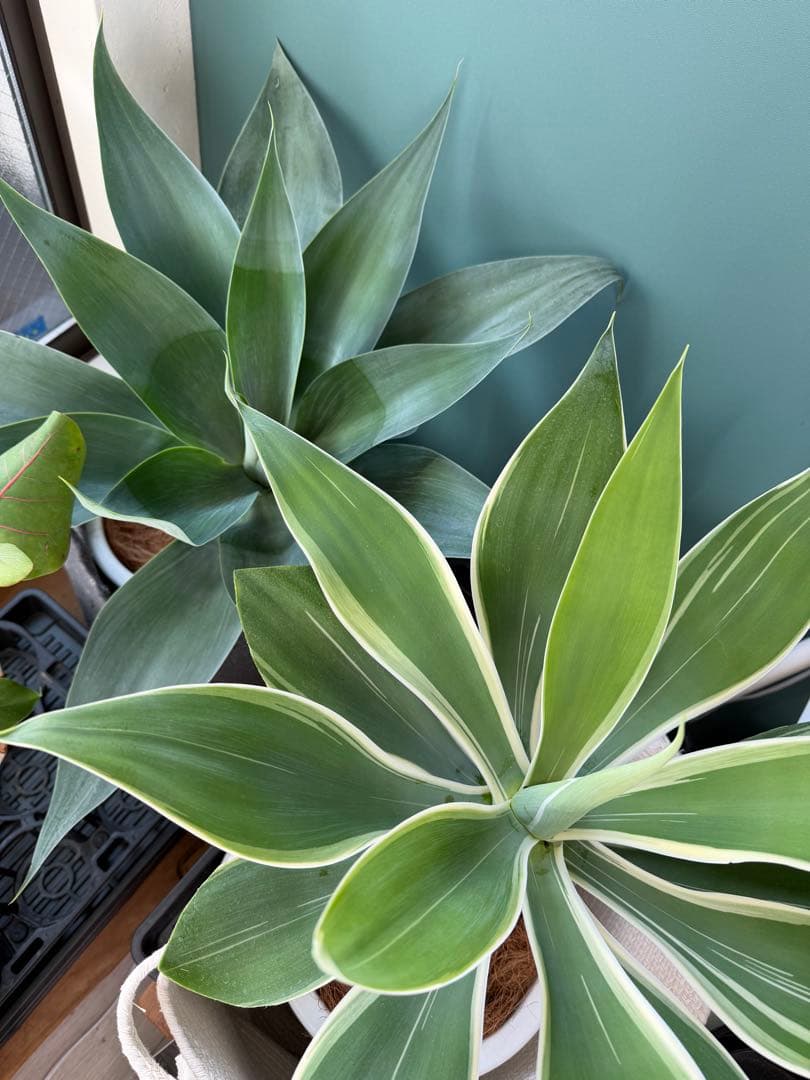 アガベ・アテナータ・ボーチンブルー / 大株 極太 多肉 希少 レア