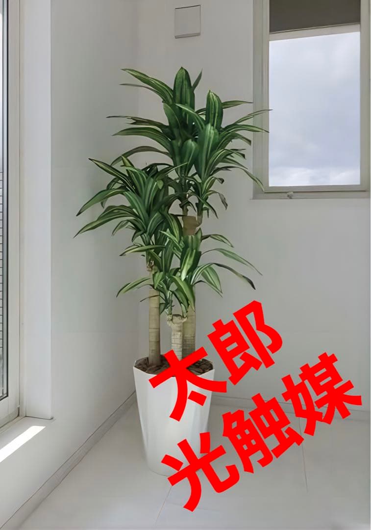 光触媒　人工観葉植物　ウォールグリーン　フェイクグリーン　幸福の木1.6