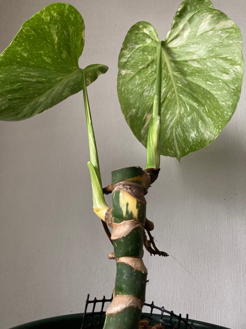 斑入り　モンステラ　デリシオーサ　太茎