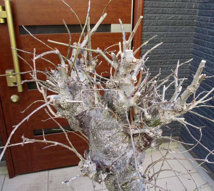 【現品】発根済　バオバブの木　バオバブ・ディギタータ　12号鉢　ラ４番