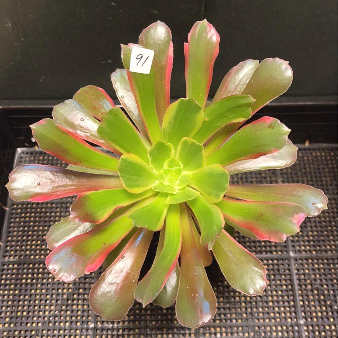 91#多肉植物アエオニウム錦❤️ 赤霞が飛ぶ ❤️1大頭2小頭21cm拔き苗