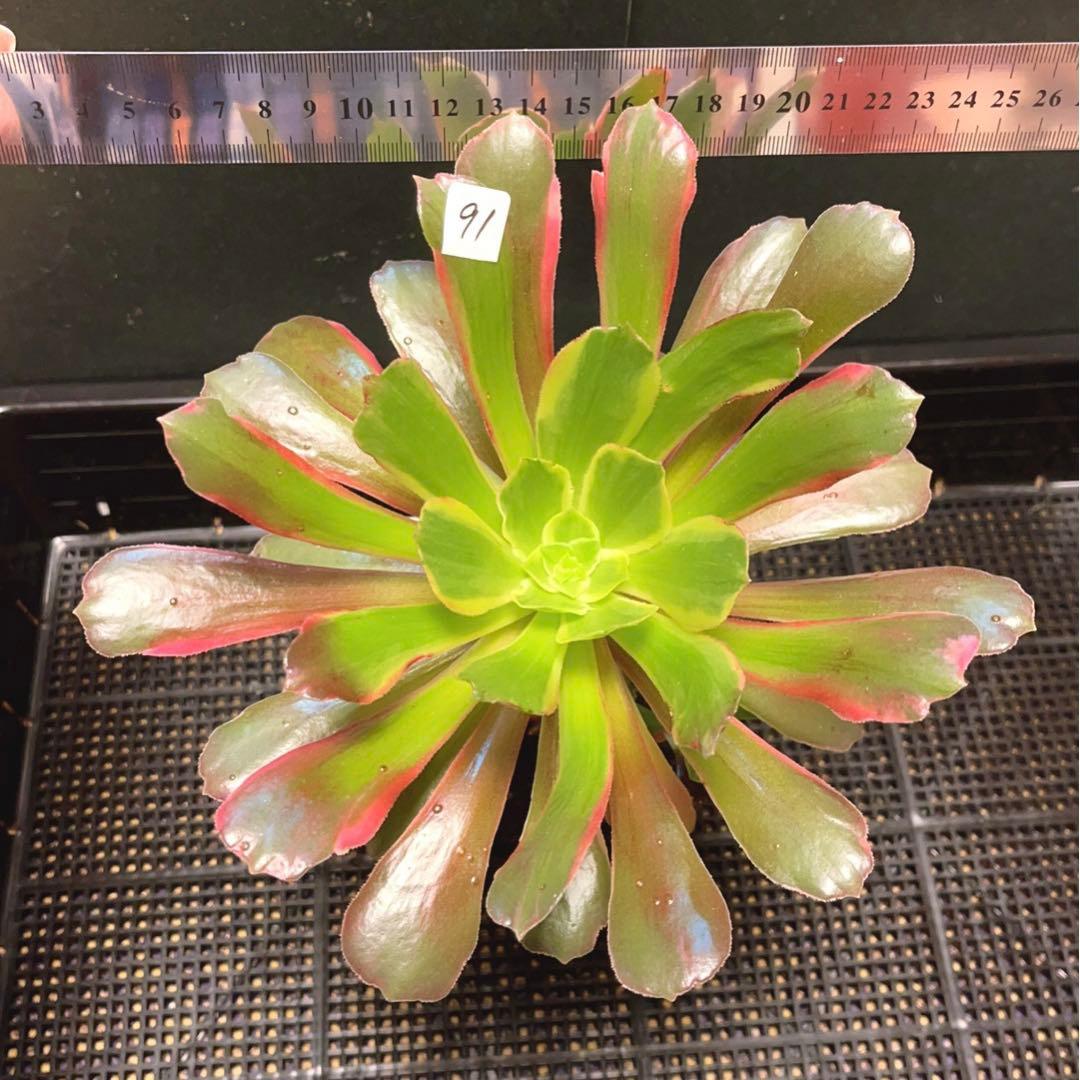 91#多肉植物アエオニウム錦❤️ 赤霞が飛ぶ ❤️1大頭2小頭21cm拔き苗