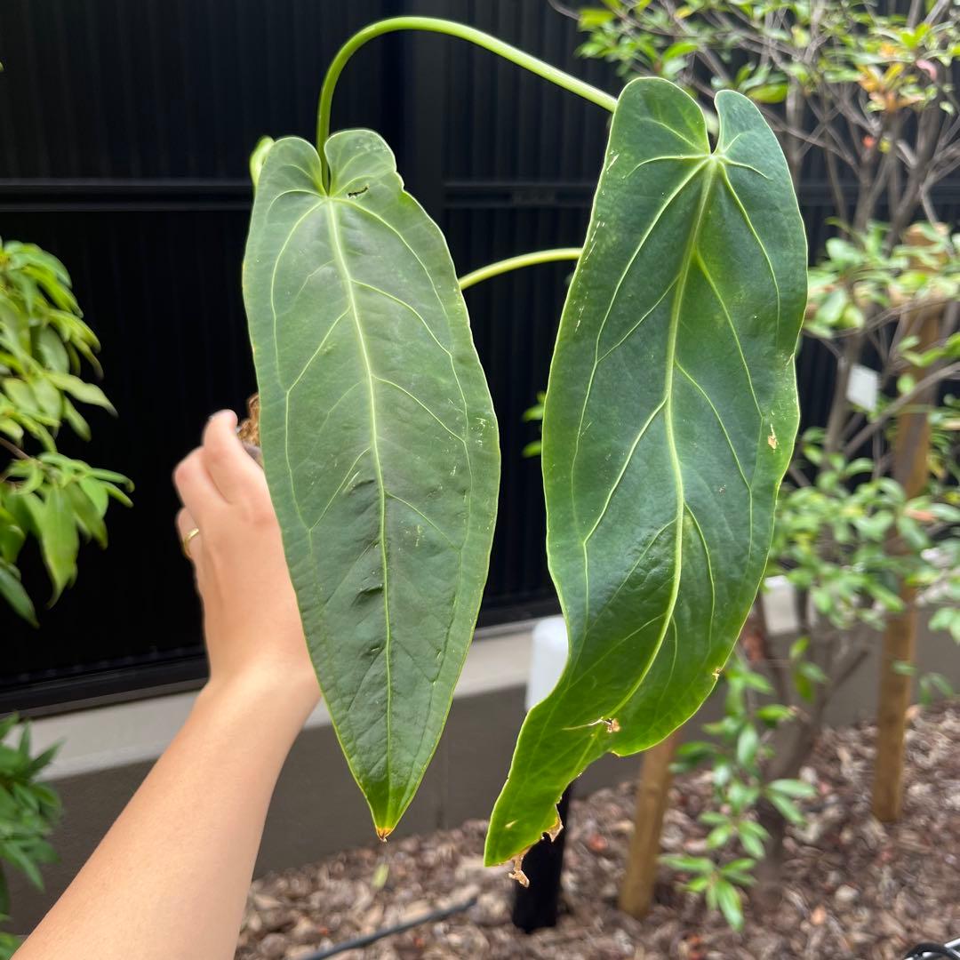 151 Zamora Queen ザモラクイーン　アンスリウムAnthurium