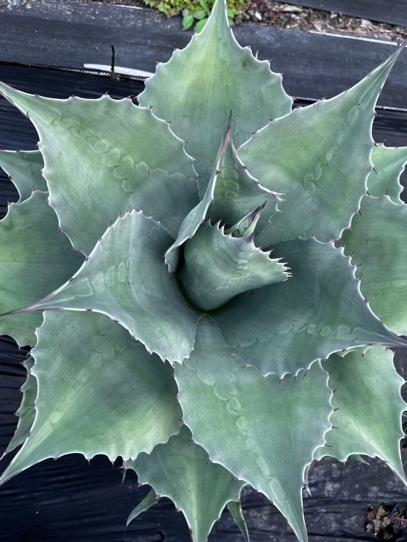 ま*し様 【大株 ︎】アガベ　オバティフォリア　フロスティブルー