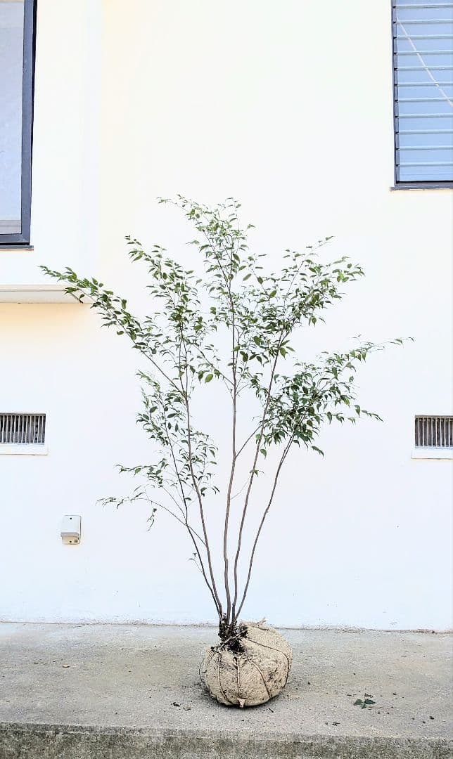 秀逸。山採りハイノキ。