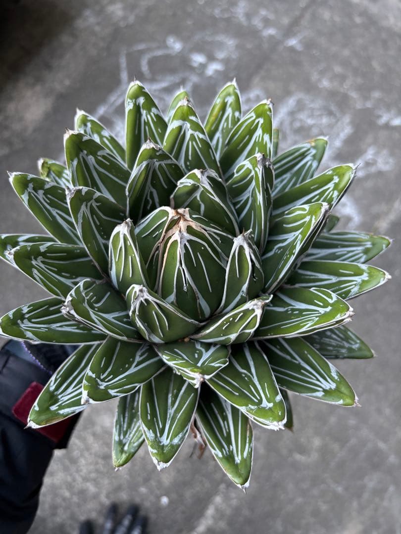 アガベ　笹の雪　子株販売　極上株