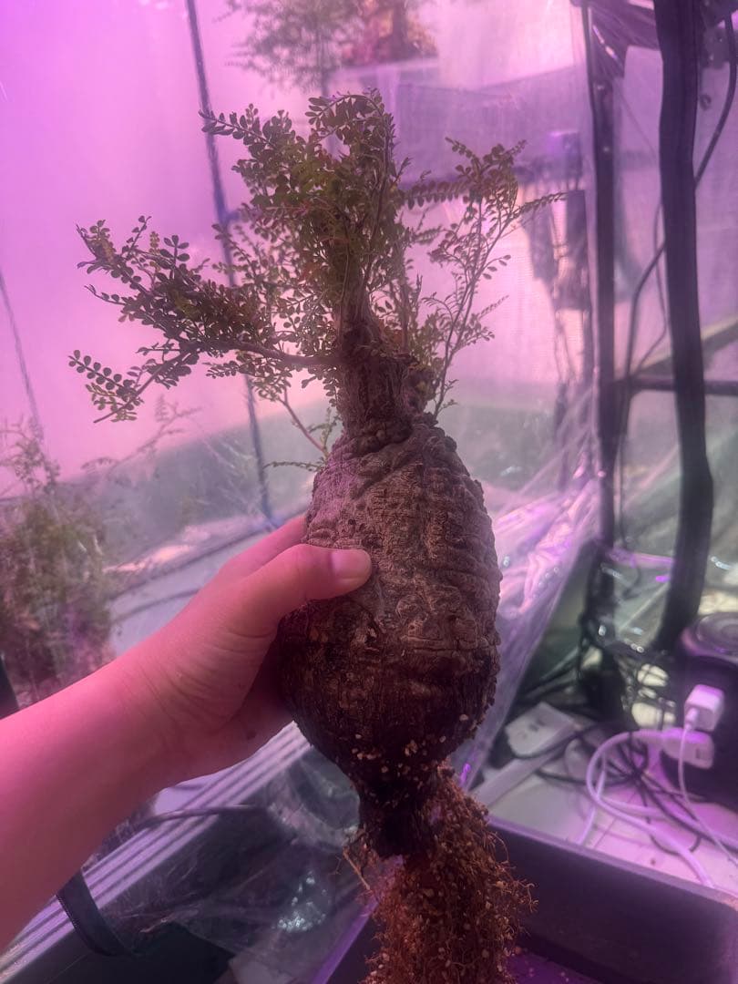 インボイス発行可 オペルクリカリア パキプス 幹幅10㎝ 発根済み パワータンク