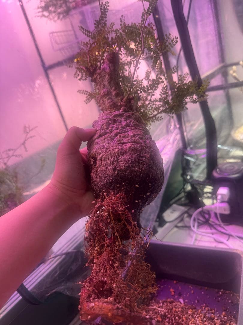 インボイス発行可 オペルクリカリア パキプス 幹幅10㎝ 発根済み パワータンク