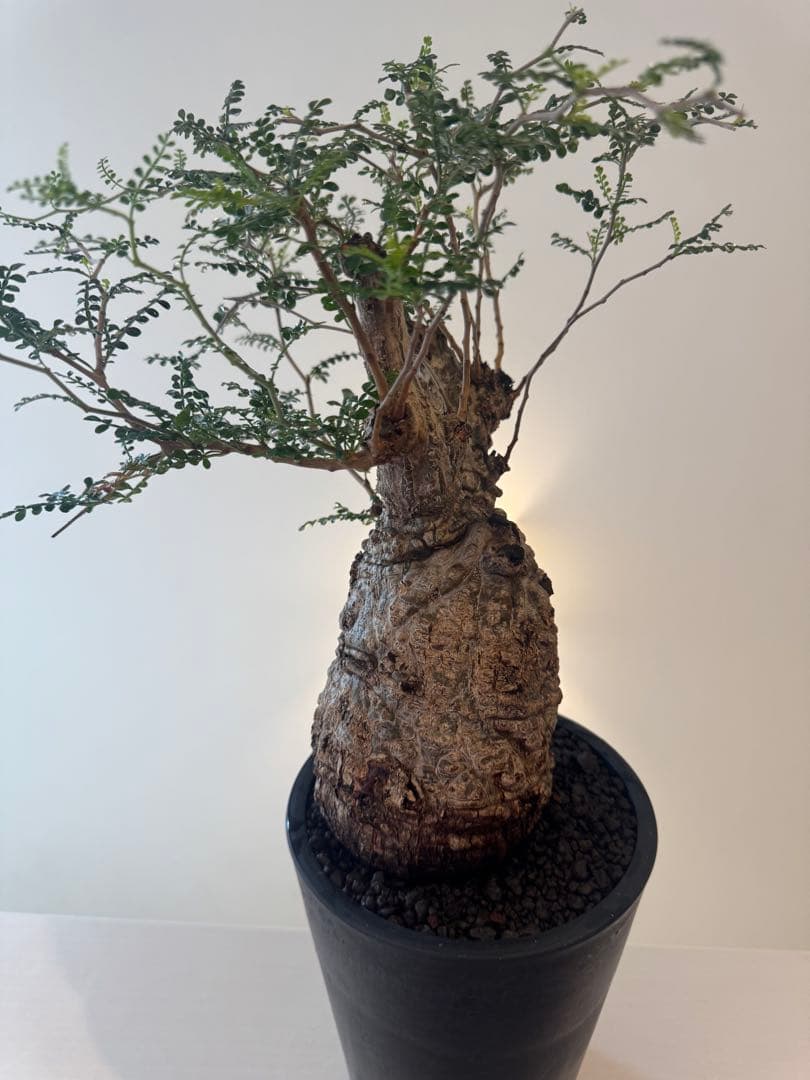 インボイス発行可 オペルクリカリア パキプス 幹幅10㎝ 発根済み パワータンク