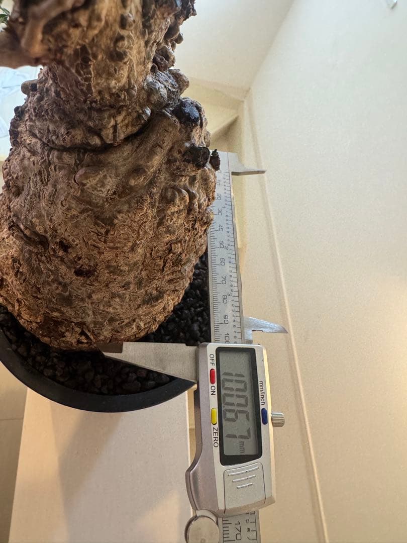 インボイス発行可 オペルクリカリア パキプス 幹幅10㎝ 発根済み パワータンク