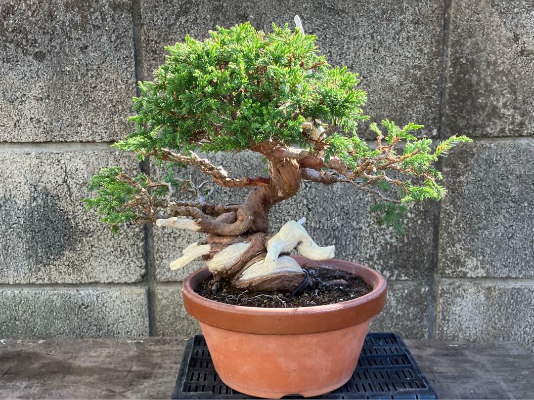 真柏荒木（盆栽素材）