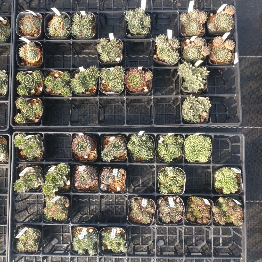 1ポット410円〜 センペルビウム26年1月 その2