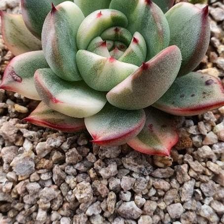 マジョリカ様♥♥♥　フラメンゴです。