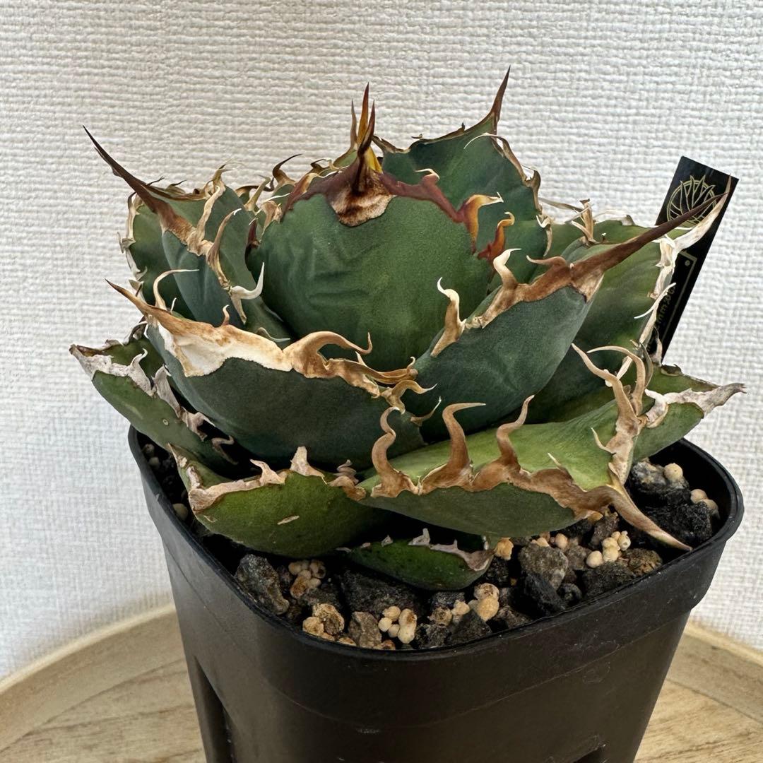 アガベ　dennis020