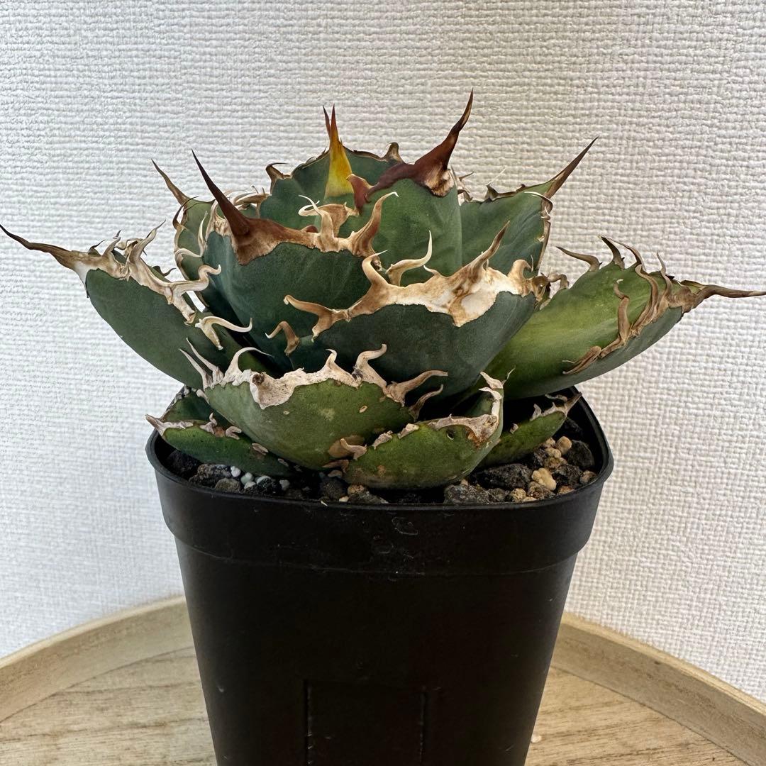 アガベ　dennis020