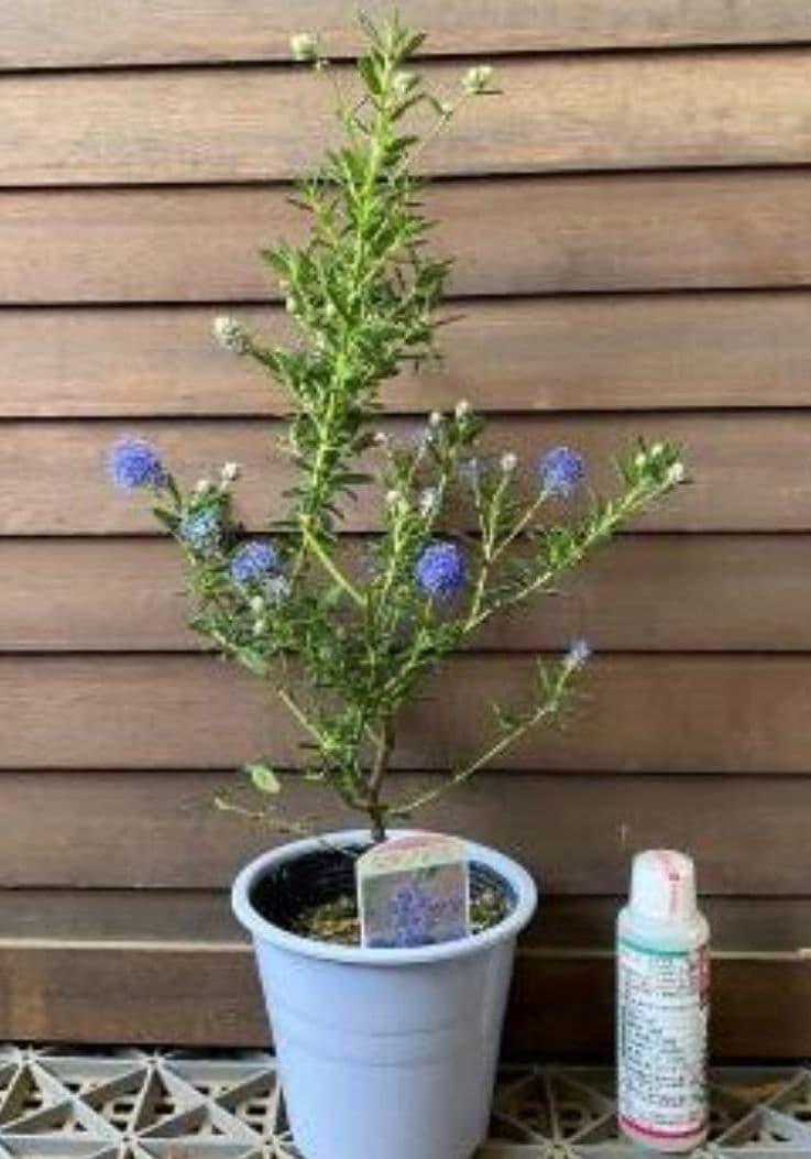 なかちゅう カルフォルニアライラック パシフィックブルー♪