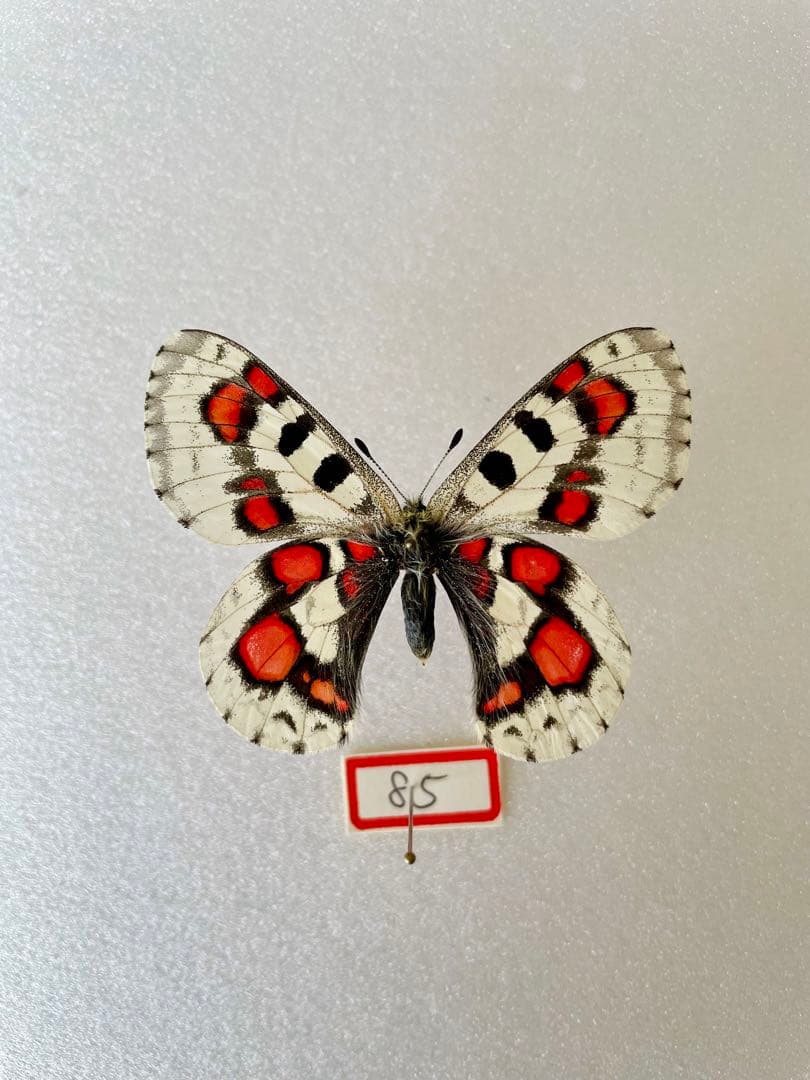 【蝶標本】パルナシウス・ノミオン・コイワヤイ （1オス  中国/青海省産）