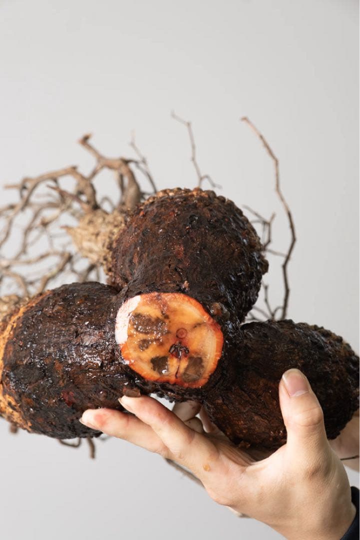 BP90 オペルクリカリア パキプス コーデックス ベアルート株