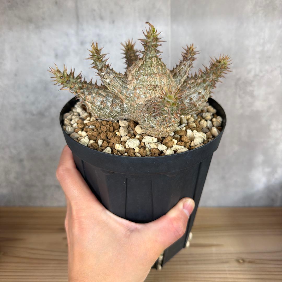 8パキポディウムウィンゾリー 国内実生6年株