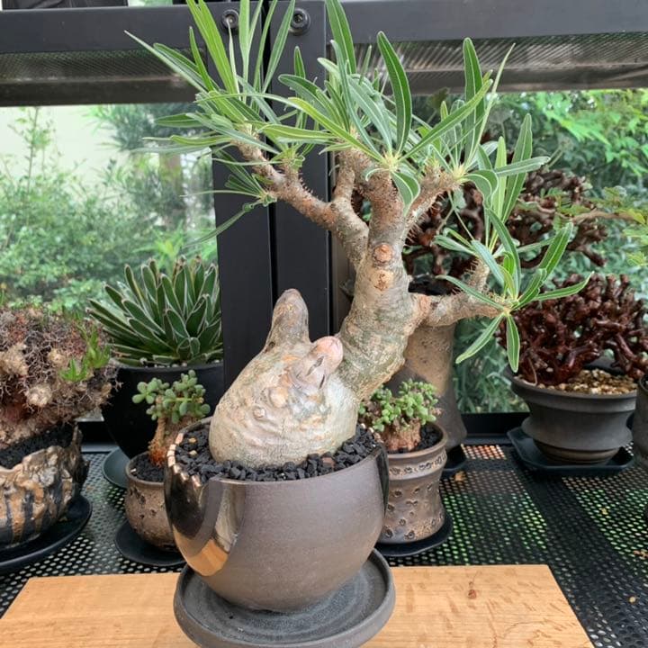 【コレクション株】 最高形 モンスター パキポディウム グラキリス 現地株