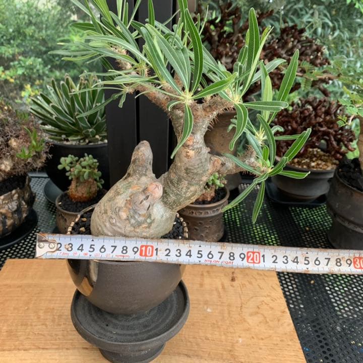 【コレクション株】 最高形 モンスター パキポディウム グラキリス 現地株