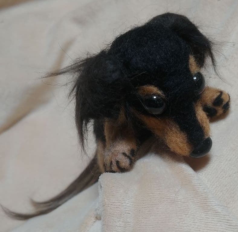 羊毛フェルト　ダックス　ブラックタン