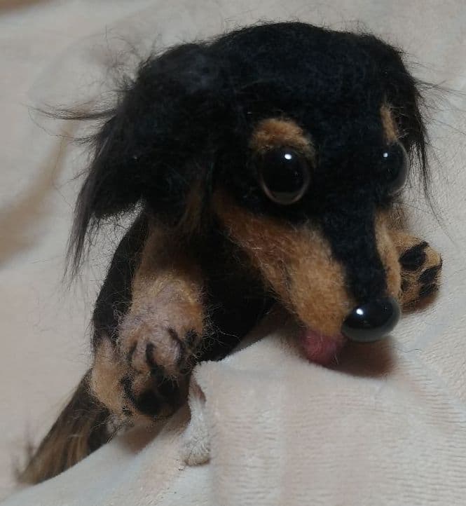 羊毛フェルト　ダックス　ブラックタン