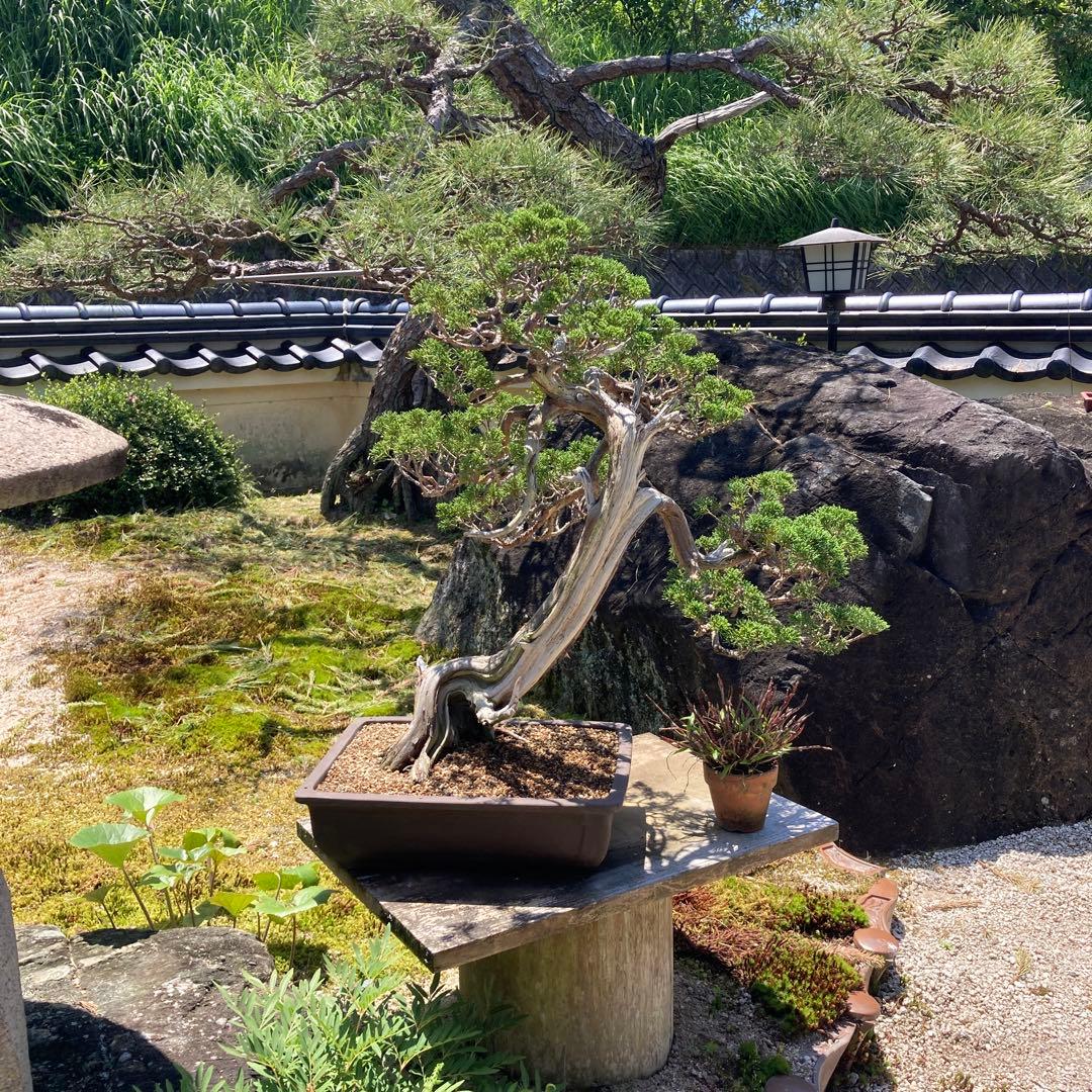 真柏　鉢植