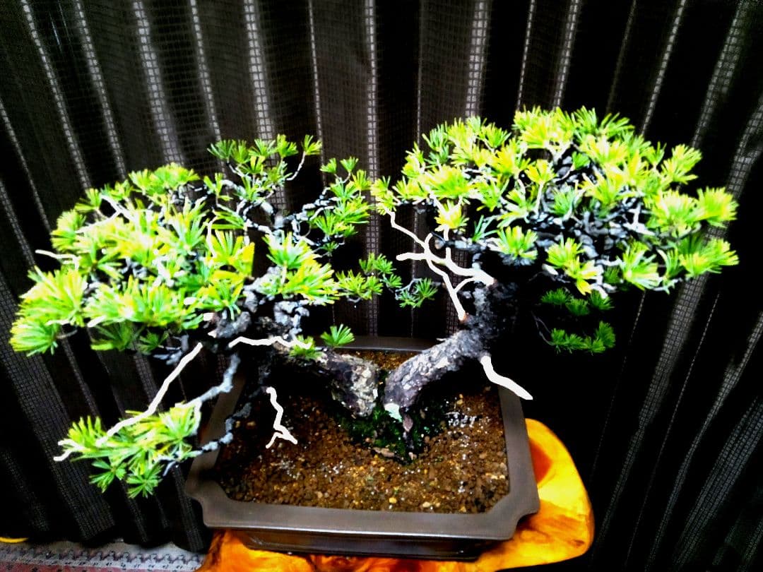 【中品　五葉松盆栽】　　　　⭕樹齢 55年 葉性抜群❗