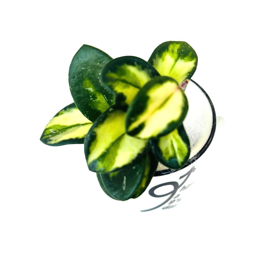 ホヤ マチルダ 班入り 根付