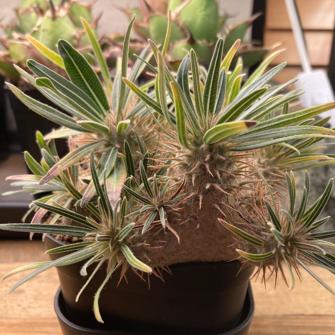 グラキリス　実生　5株セット　塊根植物