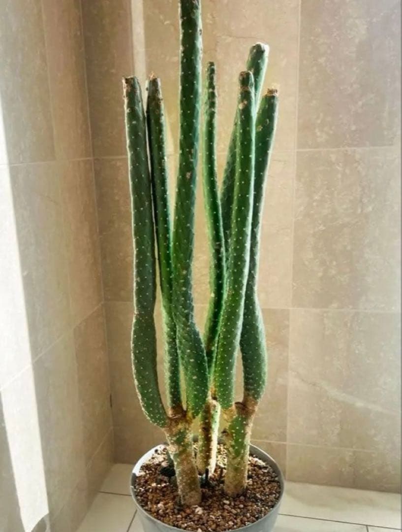 【引き取り限定】特大 サボテン 観葉植物 カフェ 店舗 美容院 オフィス