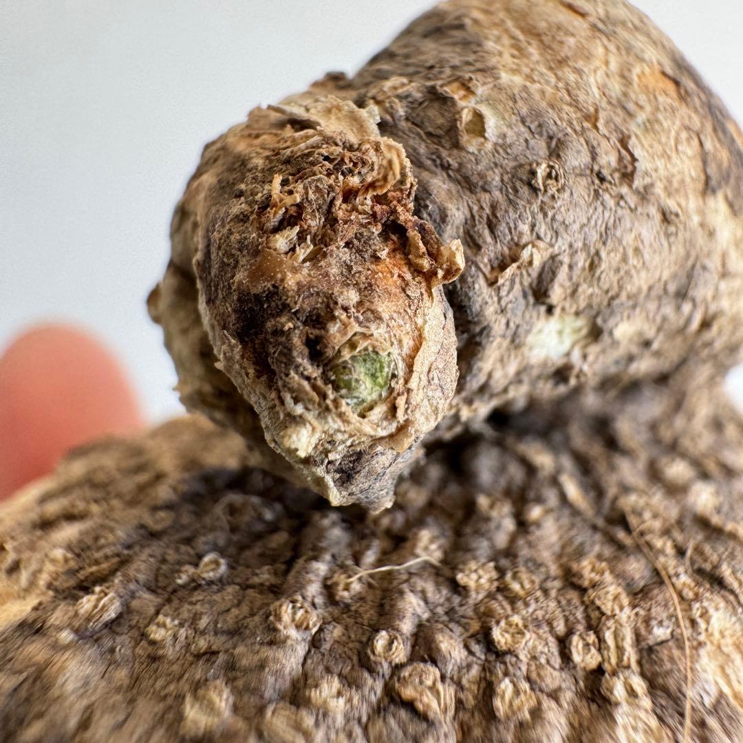 15.アデニア・オバタ 輸入直後ベアルート株　Adenia Ovata