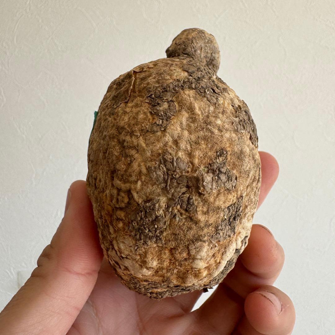 15.アデニア・オバタ 輸入直後ベアルート株　Adenia Ovata