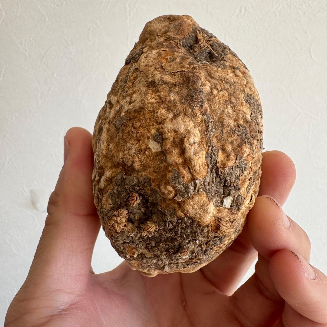 15.アデニア・オバタ 輸入直後ベアルート株　Adenia Ovata