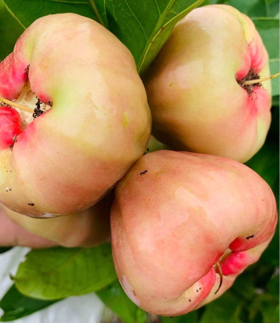 Fisher❤️ Best特大黒金剛