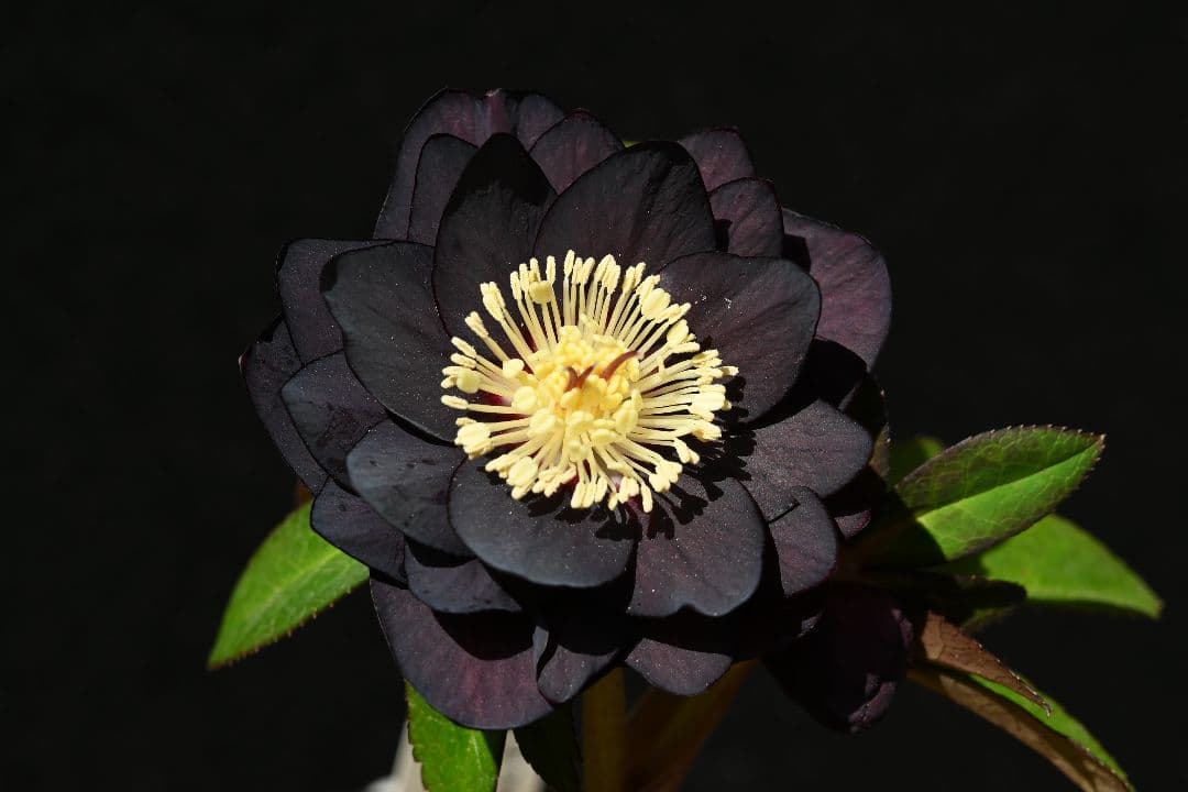 クリスマスローズ　認定ブラックゴールド　加藤農園