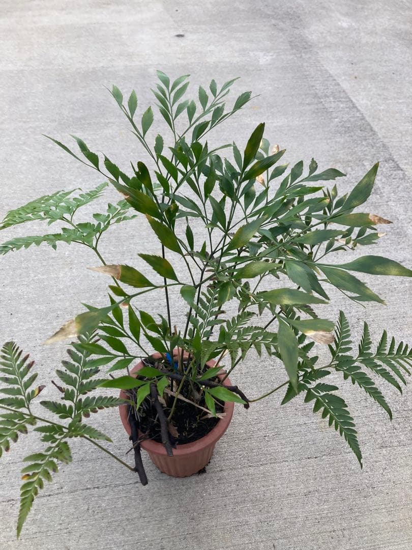 超レア　ボウェニア　セルラータ実生　シノブとの混合鉢　Bowenia サイカス