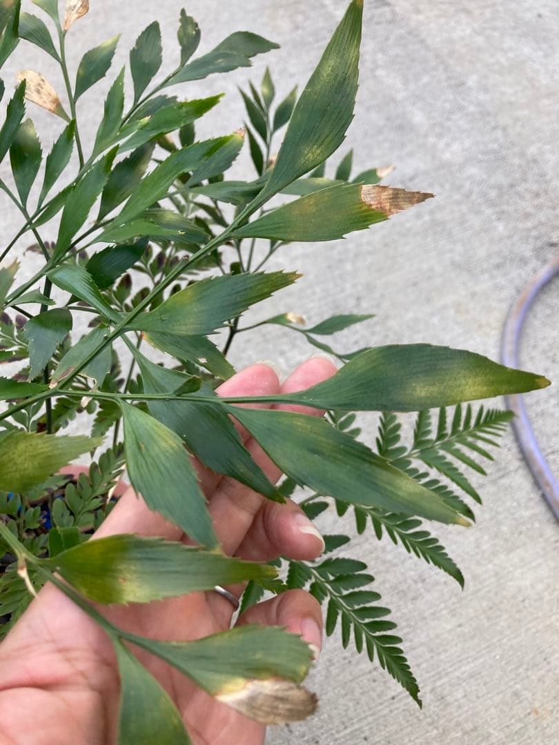 超レア　ボウェニア　セルラータ実生　シノブとの混合鉢　Bowenia サイカス