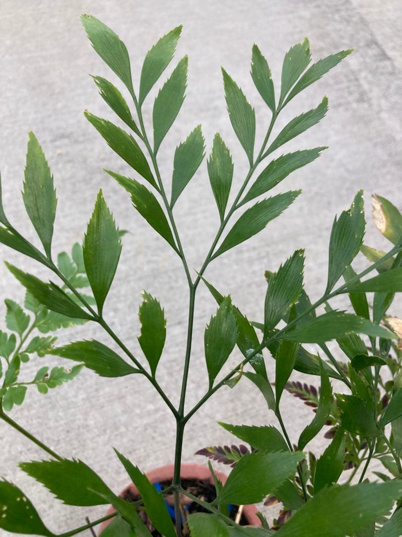 超レア　ボウェニア　セルラータ実生　シノブとの混合鉢　Bowenia サイカス