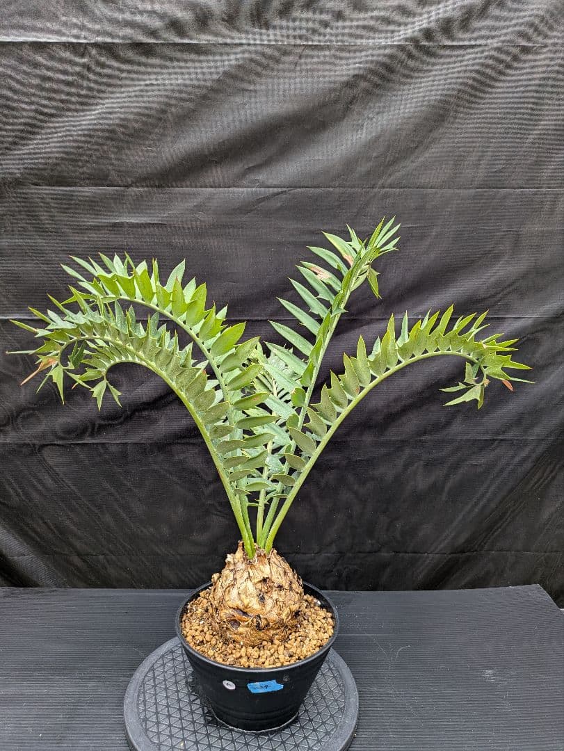 エンセファラルトス アレナリウス 盆栽 超希少種