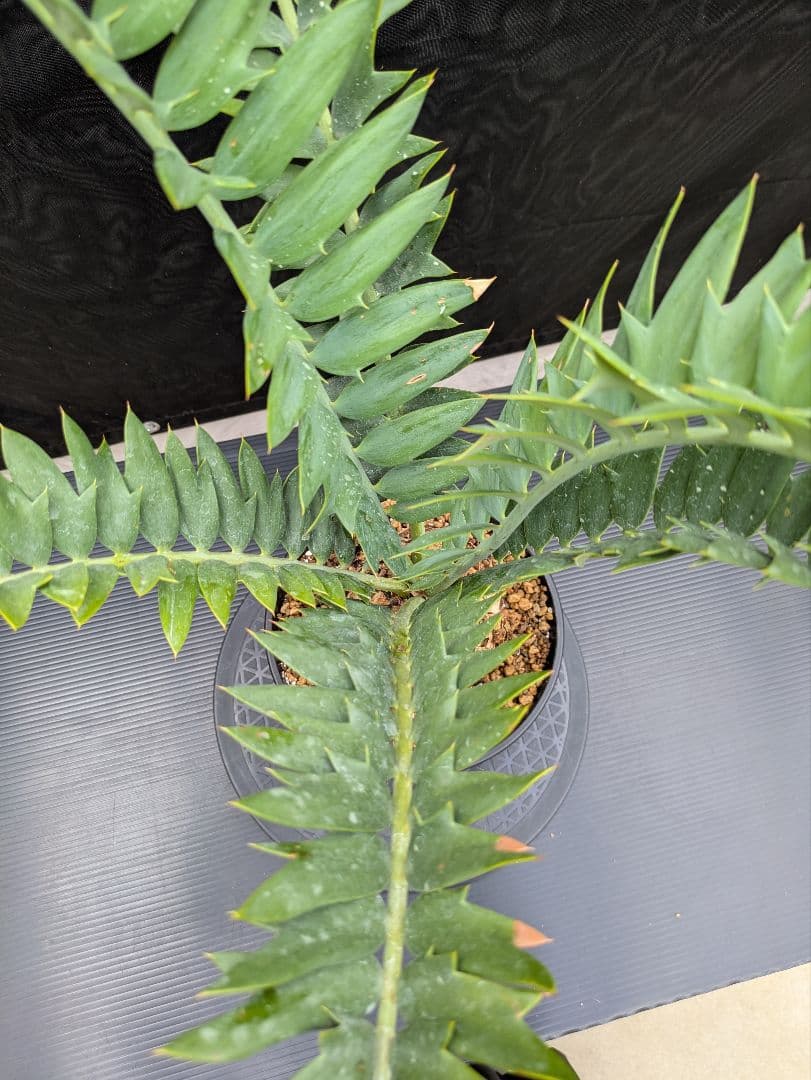 エンセファラルトス アレナリウス 盆栽 超希少種