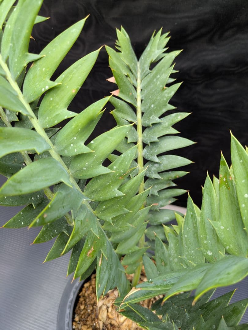 エンセファラルトス アレナリウス 盆栽 超希少種