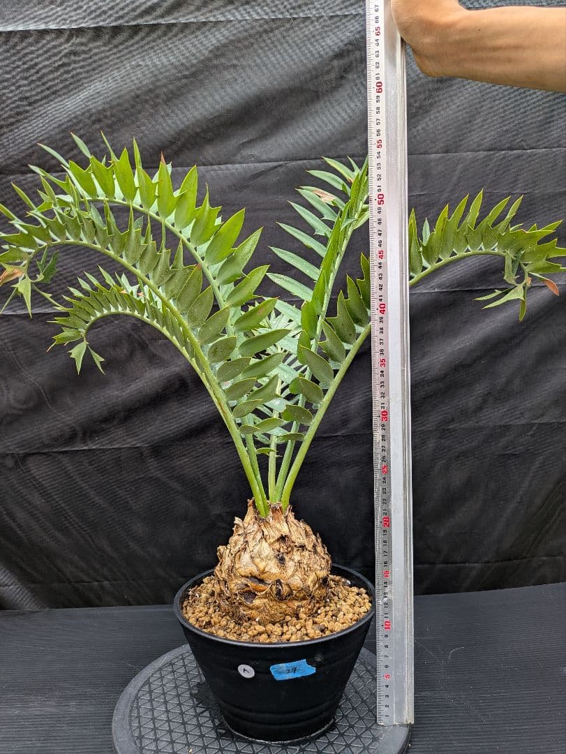 エンセファラルトス アレナリウス 盆栽 超希少種