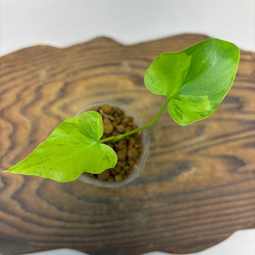 K*N様 フィロデンドロン・セローム・斑入り lsw527