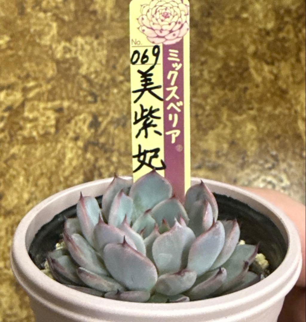 ミックスベリア　おらいさん苗　美紫妃　札付き