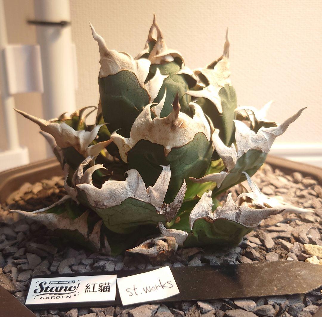 Agave titanota【紅猫】親株販売